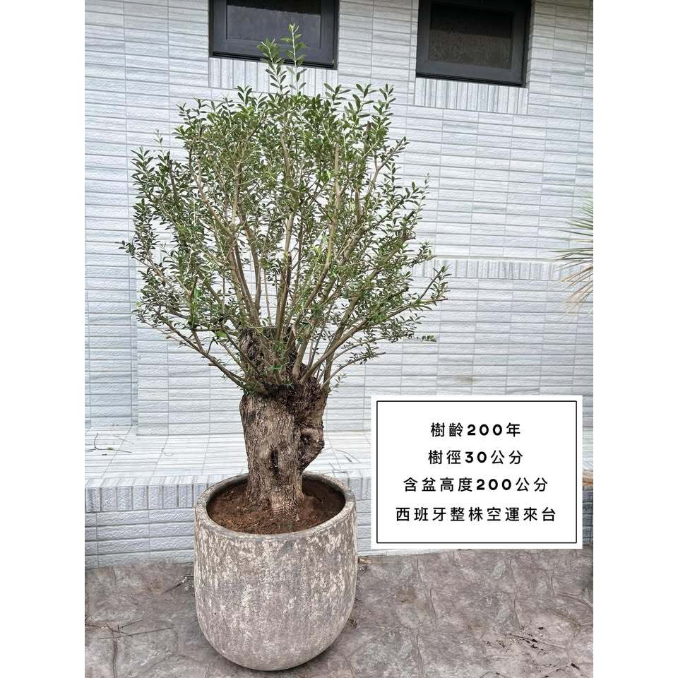 Olive Tree 西班牙進口 橄欖樹 銀葉橄欖 銀葉油橄欖樹 盆景造型 景觀設計 商空設計 門店餐廳 陽台露臺造景 | 蝦皮購物