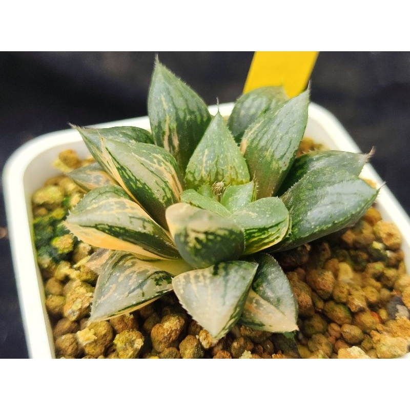 赤斑康平錦 歐歐多肉植物園 | 蝦皮購物
