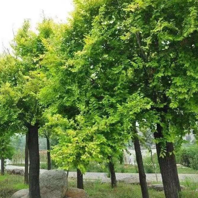 林木種子榆樹種子白榆種子傢榆榆錢樹種子金葉榆榔榆香草植物種子【惠農園藝】 | 蝦皮購物