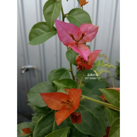 各種九重葛現剪枝條 嘉義姑娘