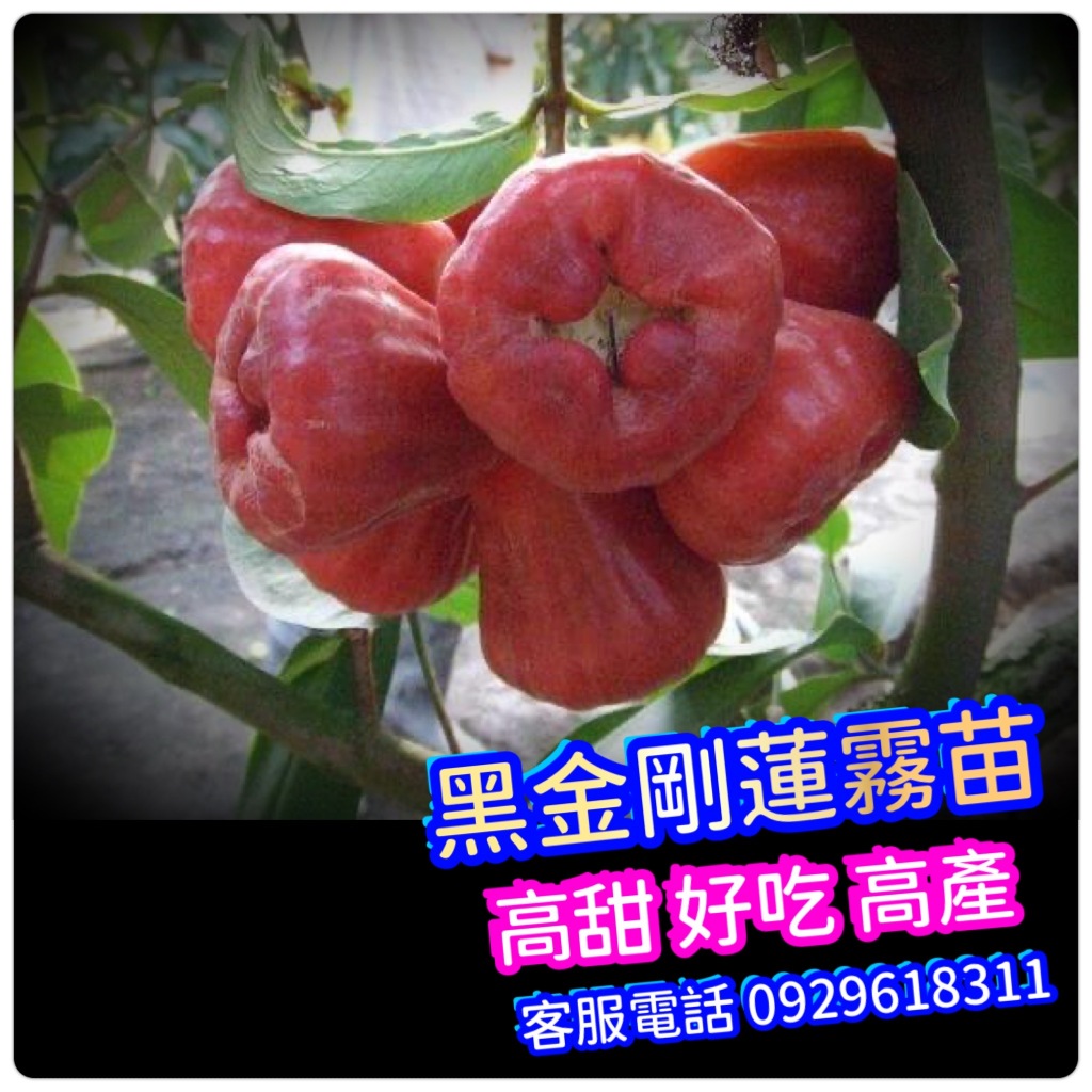 黑金剛蓮霧｜優惠推薦- 蝦皮購物- 2026年6月