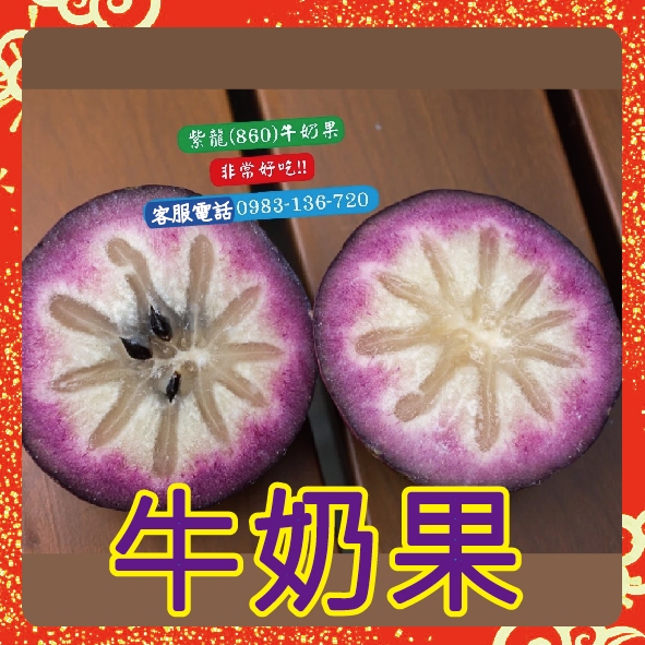 【大果紫龍牛奶果】靠接苗 牛奶星蘋果 大果青皮牛奶果 肉扁扁牛奶果 扁十六牛奶果 | 蝦皮購物