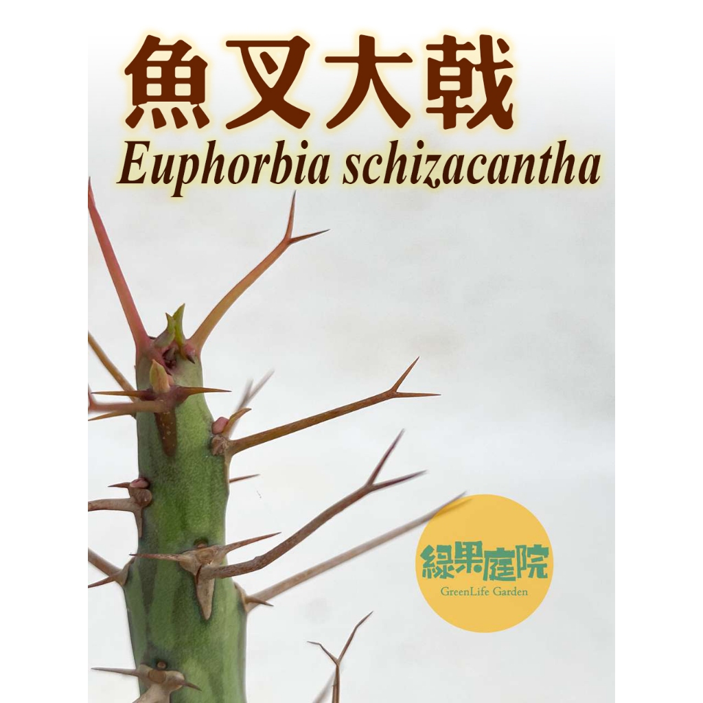 綠果庭院-大戟-魚叉大戟 Euphorbia schizacantha 大戟科 仙人掌 多肉植物 塊根莖 個性潮流植物 | 蝦皮購物