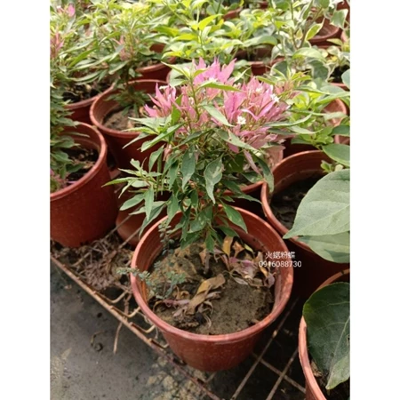 火鋸粉蝶 5吋盆