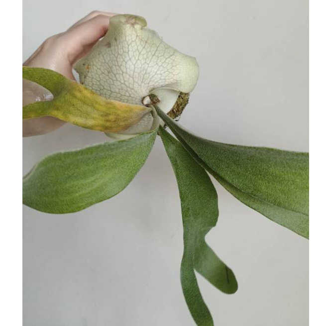 埔茂花市】✦ 2.5吋雷電交澳銀鹿角蕨P.Rydeen x veitchii High finger