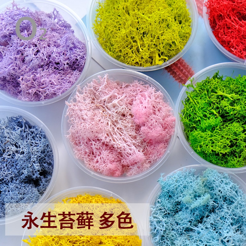 永生苔癬/永生蓬莱松/DIY永生材料/永生葉材/永生花材/聖誕花藝材料/永生花玻璃罩/壽松/乾燥花材 | 蝦皮購物
