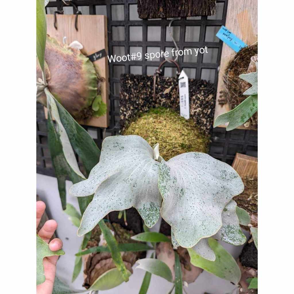 little crown spore select リトルクラウン 楽天市場】(現品) ビカクシダ ウィリンキー 'リトルクラウン' select