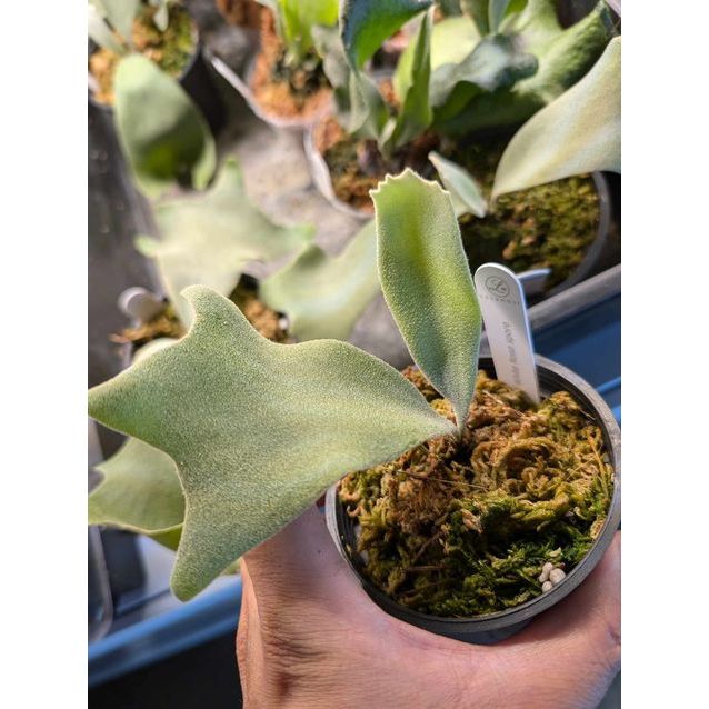 樂慕花園白玫瑰孢子苗P.willinckii white Rose sporeling 鹿角蕨小卷看