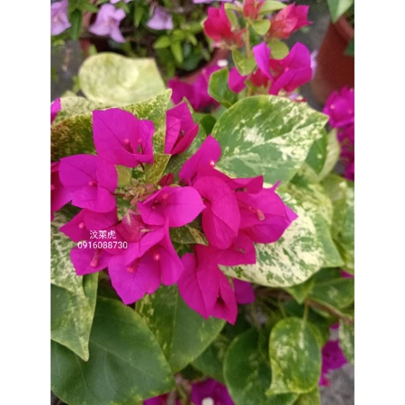 各種九重葛現剪枝條 汶萊虎