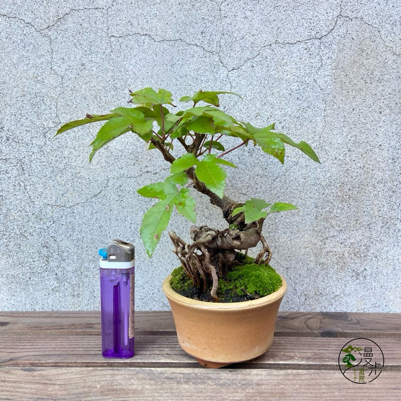 漫步庭院】楓香/香楓·小品盆栽｜植栽｜盆景| 蝦皮購物
