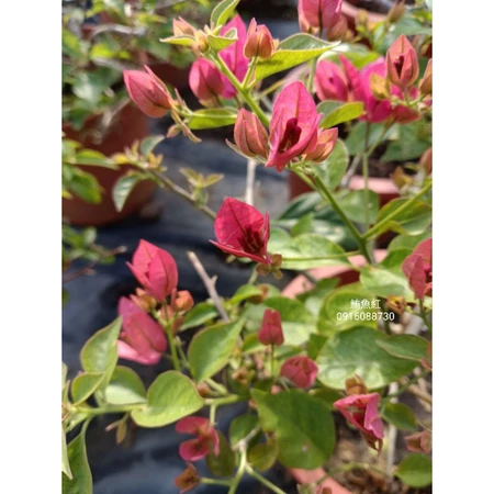各種九重葛現剪枝條 鮪魚紅