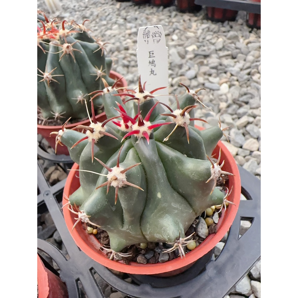 麗加-短刺 巨鳩丸 多肉植物 仙人掌 美型刺 優美刺座 耐人尋味 短刺巨鳩丸 豪刺巨鳩丸 防小人 | 蝦皮購物
