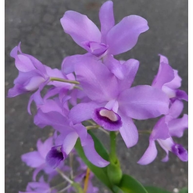 cattleya skinneri coerulea多花原種 藍色實生已經是成株 開花性很好容易栽培 不怕冷熱2.5吋 | 蝦皮購物