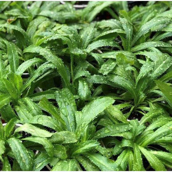 🌿刺芹🌿🌿刺芫荽🌿🌿越南香菜🌿🌿美國香菜🌿🌿泰國香菜🌿🌿mùi tàu🌿🌿ngò gai🌿🌿ผักชีฝรั่งไทย🌿 | 蝦皮購物