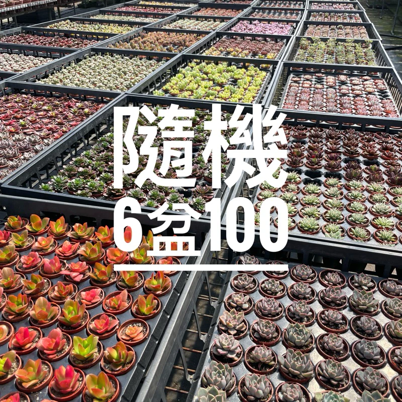 一吋迷你盆【「隨機 6盆不挑」 】 多肉植物|療癒小物| 組盆|綠手指必備|［Xuan肉園］