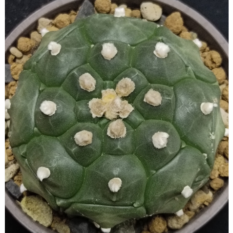 仙人掌科星球屬~花泉乳疣龜甲兜~6.7CM~T09(刺座會花園化) | 蝦皮購物