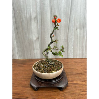 亦盆栽」長寿梅 紅花 小品盆栽