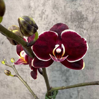Mori.Orchids, 線上商店| 蝦皮購物