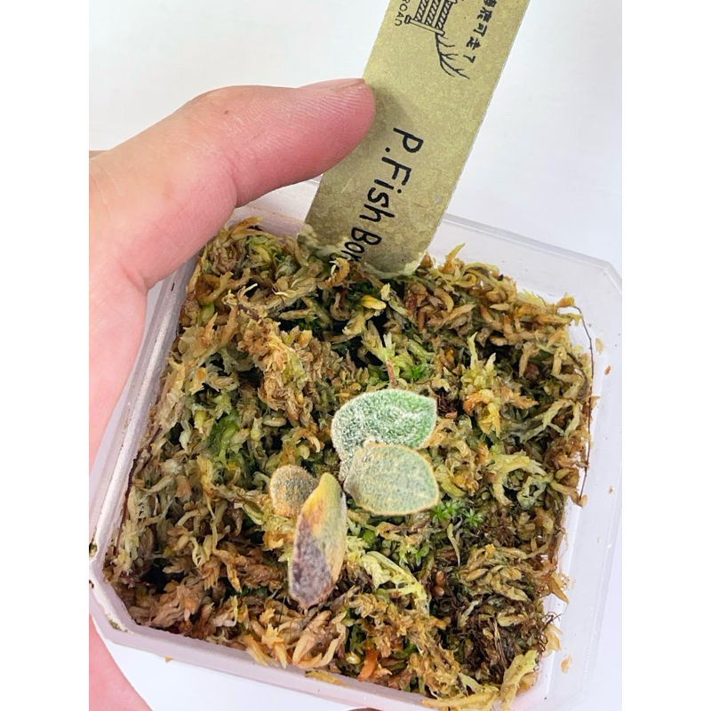 P.Fish Bone フィッシュボーンを入手しました！胞子葉の葉形が