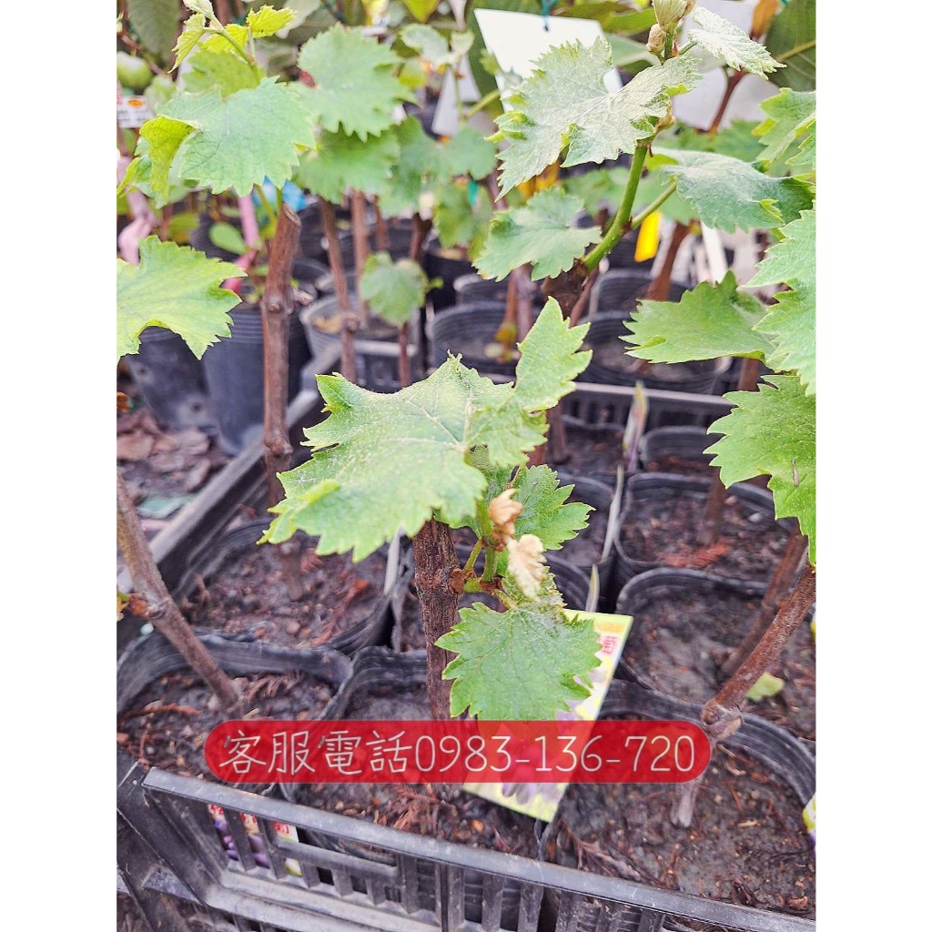 💥新品種葡萄苗販售中【櫻井葡萄】【巨玫瑰葡萄】【獨角獸葡萄】【義大