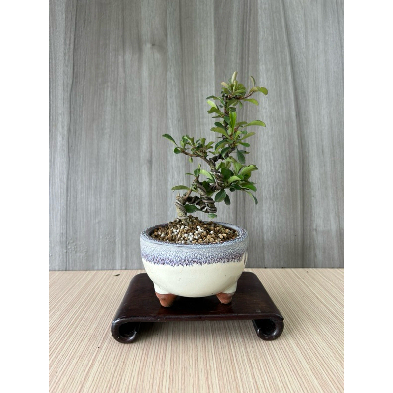 盆景-日本長壽梅/盆栽/植栽會開花| 蝦皮購物