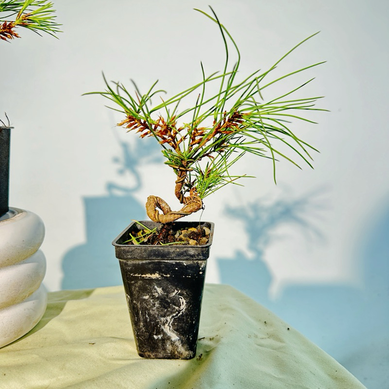 英宏造型黑松3.5寸盆造型五葉松小品盆栽觀葉植物室外植物盆景盆栽