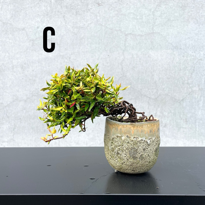 野趣小品盆栽》日本🇯🇵黃金縮緬葛| 蝦皮購物