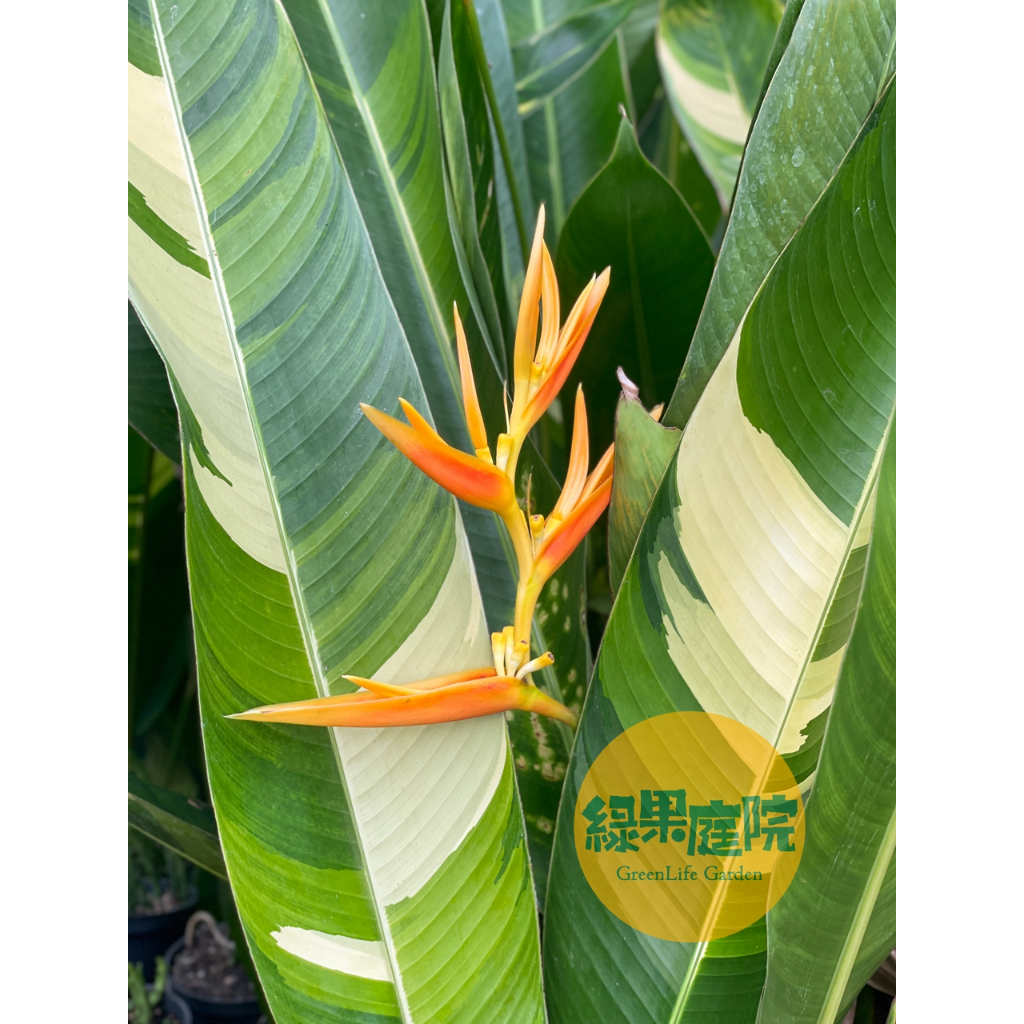 綠果庭院觀葉植物斑葉鳥蕉Heliconia 'Variegated Nickeriensis' 耐陰