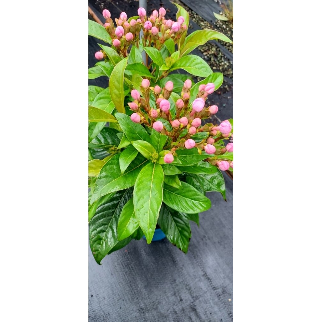季節花卉 滇丁香（露球花）目前有正在開花的，把握機會！（花開時香味很香喔） | 蝦皮購物