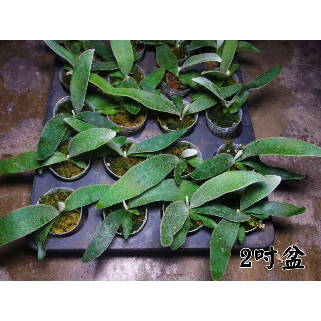 二叉交銀鹿P (veitchii × bifurcatum)'white & shine' 二叉x銀鹿白帥帥