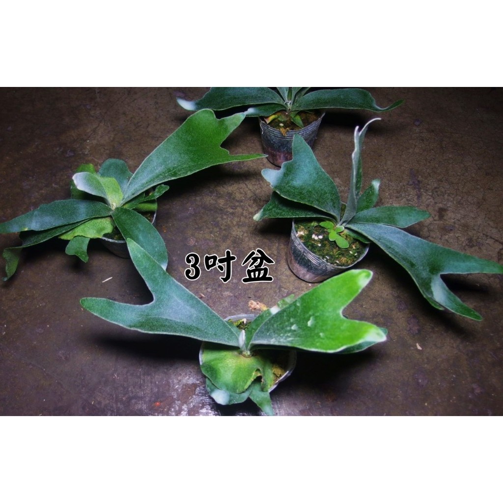 二叉交銀鹿P (veitchii × bifurcatum)'white & shine' 二叉x銀鹿白帥帥