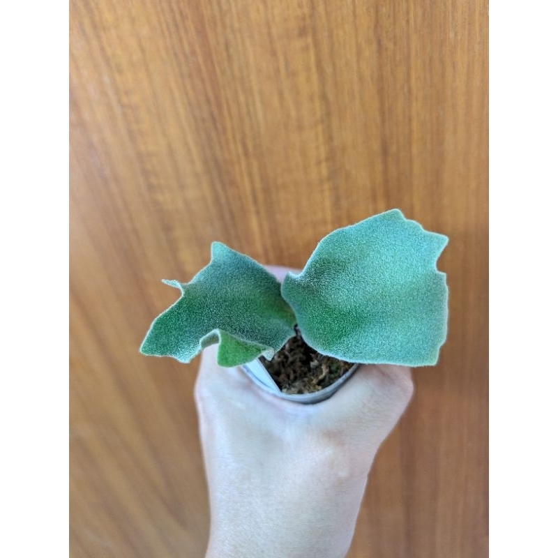 樂慕花園珍珠皇后孢子苗P.willinckii Pearl Queen sporeling 樂慕花園珍珠皇后孢子苗P.willinckii Pearl Queen sporeling