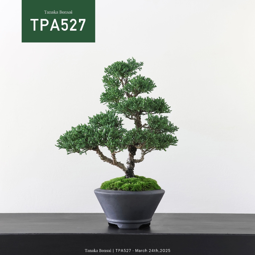Tanaka Bonsai】TPA527 紀州真柏/鐵柏盆景｜松柏盆栽| 蝦皮購物