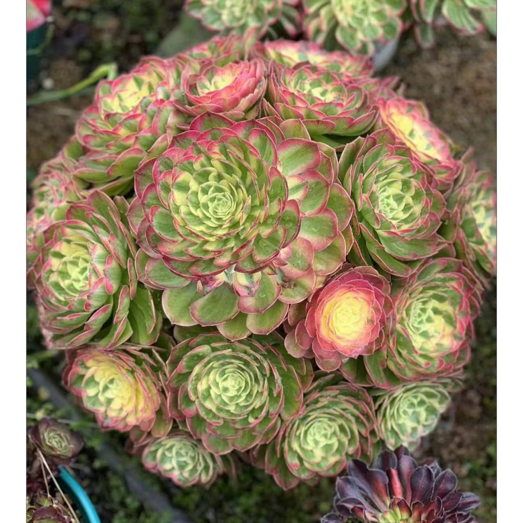 法師多肉- 園藝植作優惠推薦- 居家生活2026年6月| 蝦皮購物台灣