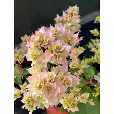 各種九重葛現剪枝條 粉紅魚錦