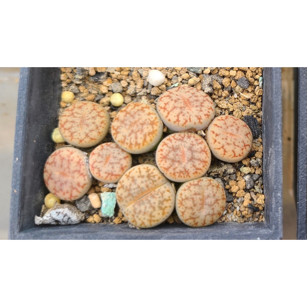 【泥巴牧場】 Lithops Cole C067 柯爾編號 石頭玉 生石花 番杏 多肉 | 蝦皮購物
