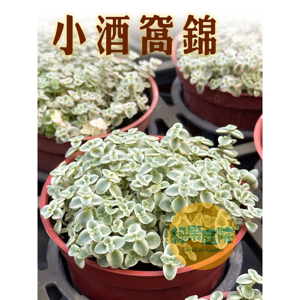 綠果庭院多肉植物小酒窩錦景天科植物塊根植物觀葉3吋開花室外| 蝦皮購物