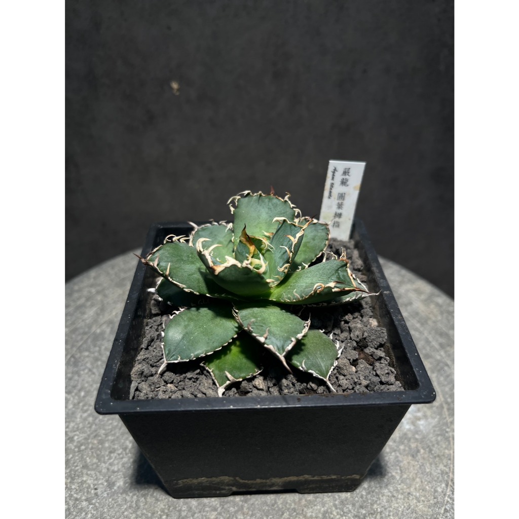 嚴龍圓葉拇指'Agave titanota filigree' | 蝦皮購物