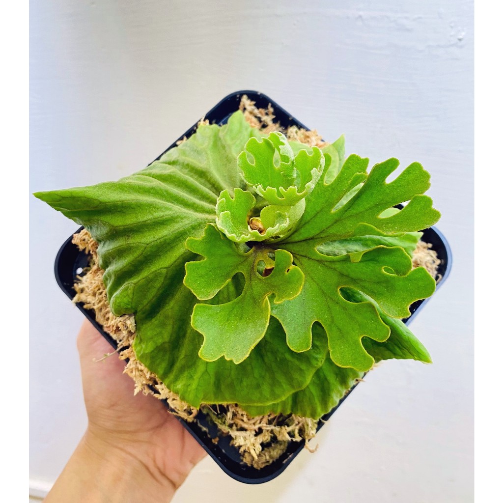 P.ridleyi dwarf silver 侏儒銀葉亞猴 侏儒銀葉亞猴Platycerium Ridleyi dwarf silver – 共生制所