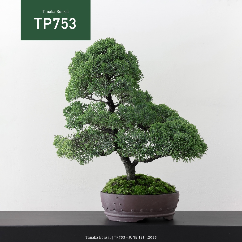 Tanaka Bonsai】TP753 紀州真柏盆景（不含名片架）｜松柏盆栽| 蝦皮購物