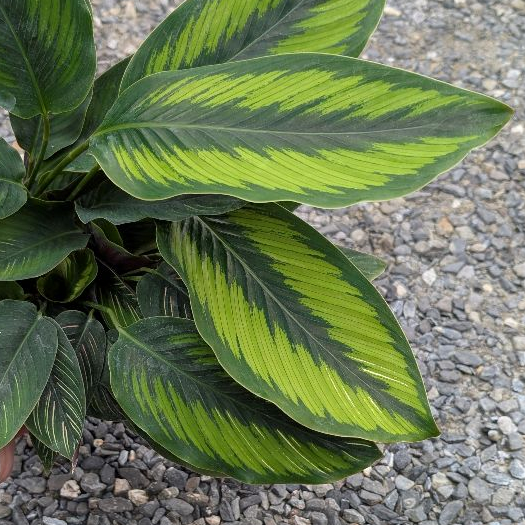 dracaena lucky bamboo care Dracaena 'Lucky Bamboo' | Indoor Plant | Tropical Plant | Potted Plant main image 1