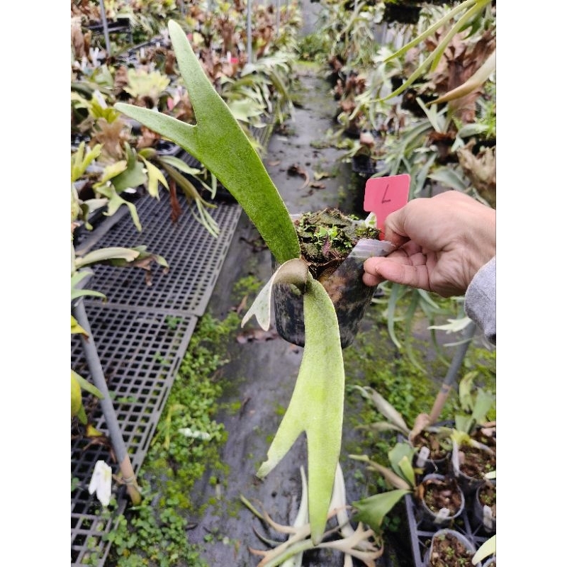 P. willinckii cv. Silvery dwarf (KFL) 鹿角蕨| 蝦皮購物 P. willinckii cv. Silvery dwarf (KFL) 鹿角蕨| 蝦皮購物