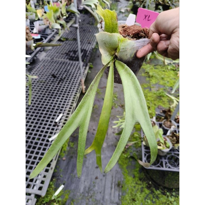 P. willinckii 