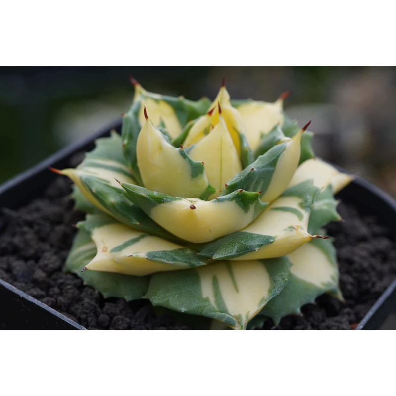 錦斑多肉植物- 優惠推薦- 2026年6月| 蝦皮購物台灣