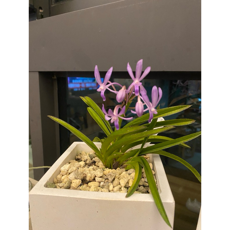 富貴蘭日本風蘭| 蝦皮購物