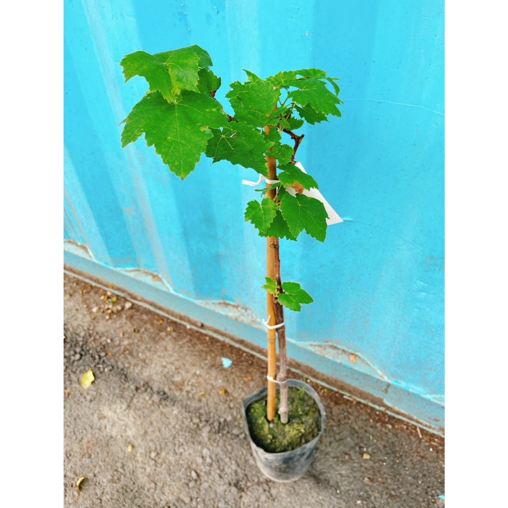 💥新品種葡萄苗販售中【櫻井葡萄】【巨玫瑰葡萄】【獨角獸葡萄】【義大
