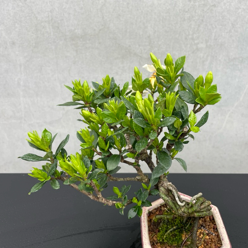 野趣小品盆栽》梔子花（日本品種·一寸法師）原株非嫁接| 蝦皮購物