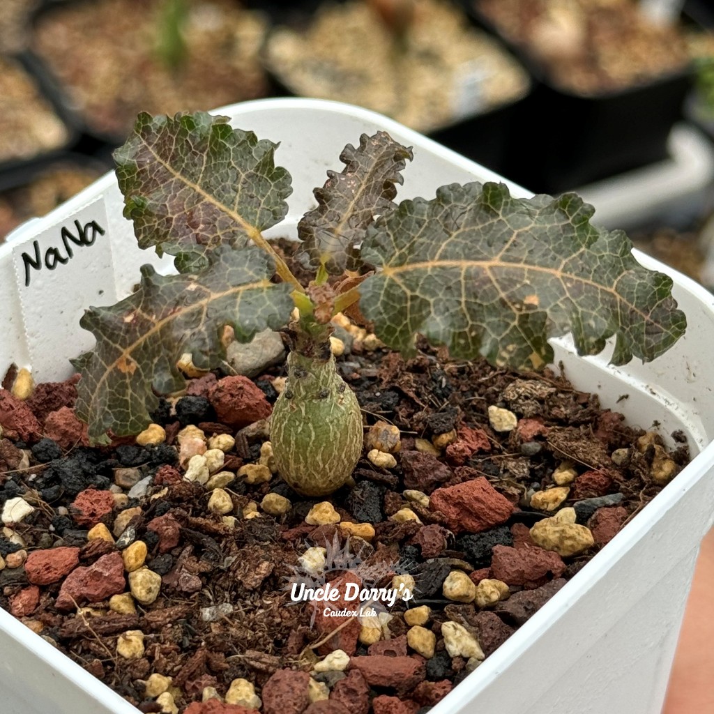 大利叔叔】 娜娜乳香Boswellia nana 種子夏型種稀有乳香木塊根多肉植物