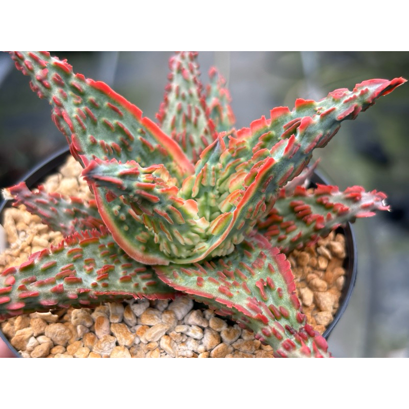 Aloe TCT hybrid 'Lava' / /|