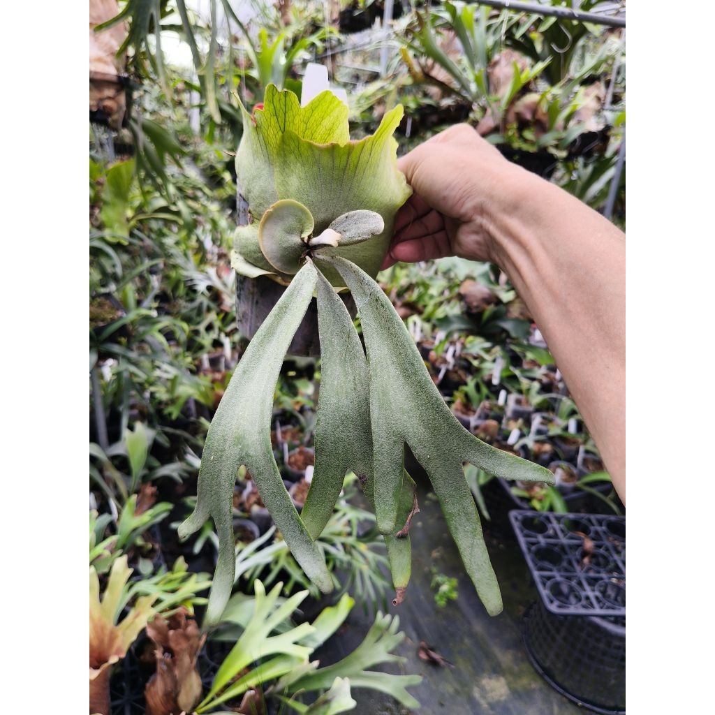 P. willinckii cv. Sticks 鹿角蕨| 蝦皮購物